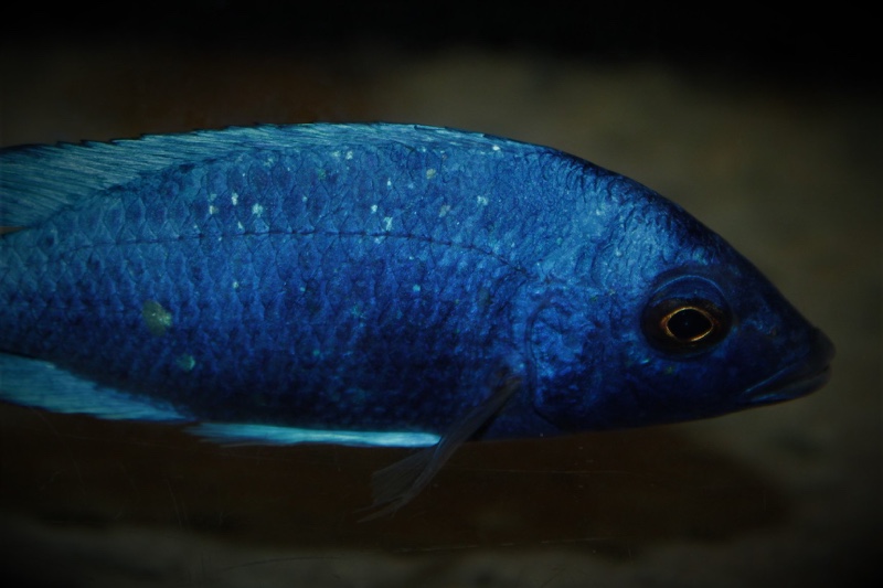 Placidochromis sp. 'phenochilus tanzania'